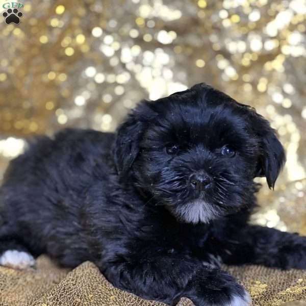 Jasmine, Shorkie Puppy